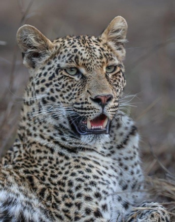Sabi Sabi Ruan Mey Ntsumi Cub Youngster Sabi Sabi Ruan Mey Ntsumi Cub Youngster