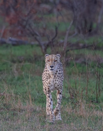 Sabi Sabi Ruan Mey Cheetahs At Waterhole