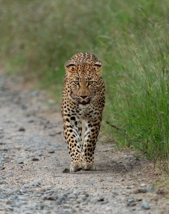 A13MacsToich23 03 07golonyi01