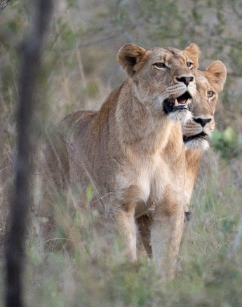 With their noses held up high, two female members of the Southern Pride try to get the slightest scent of any potential prey that might be in the area.