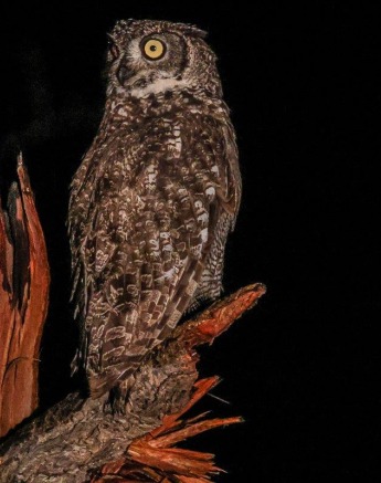 Spotted Eagle Owl Perched Ruan Mey
