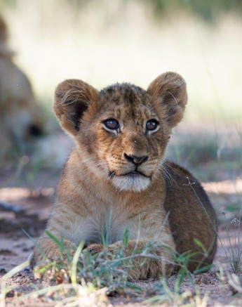 A lion cub from the Southern Pride. A lion cub from the Southern Pride.