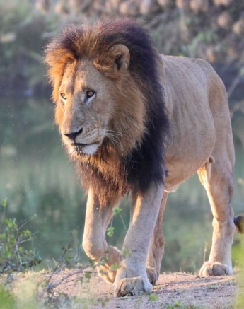 A member of the Gijima pride. 