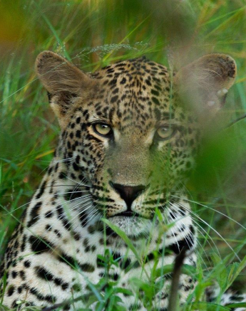 a17Dieter Lategan- Ntsumi cub 020323 02 Colour (1 of 1).jpg A17Dieter Lategan Ntsumi Cub 020323 02 Colour 1 Of 1
