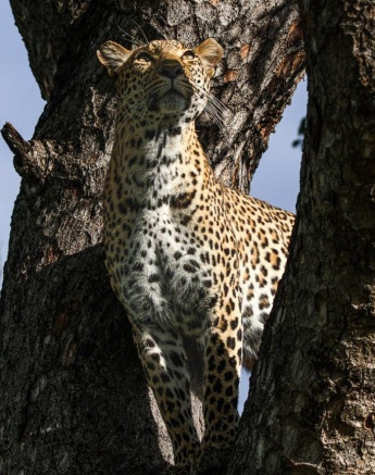 A hyena got too close for comfort, so Kigelia briefly went up a Marula tree to get out of sight for the hyena. A hyena got too close for comfort, so Kigelia briefly went up a Marula tree to get out of sight for the hyena.