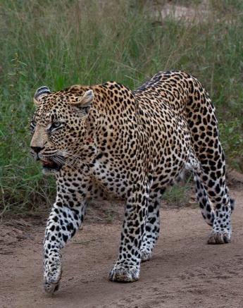 N'weti will cover great distances to ensure any threat to his territory is aware of his presence. N'weti will cover great distances to ensure any threat to his territory is aware of his presence.