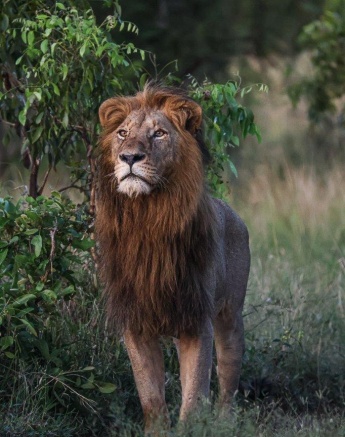 One of the Gijima males looks out at the wild African bush. One of the Gijima males looks out at the wild African bush.