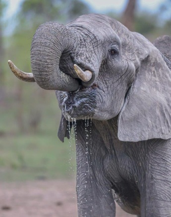 Sabi Sabi Ruan Mey Elephant Eating