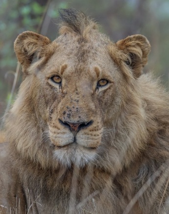 Sabi Sabi Ruan Mey Male Lion Portrait