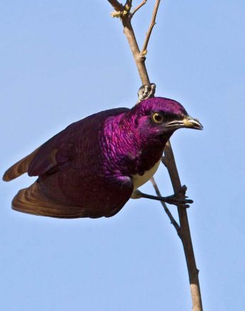 Birds 10 Birds 10