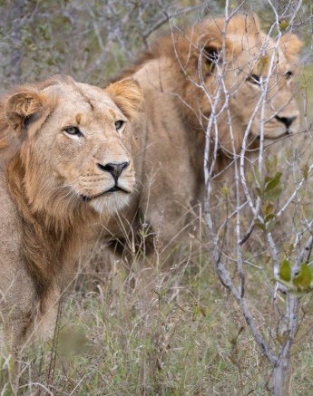 A21bJP Van Rooyen   Kambula Breakaway 20230522 3