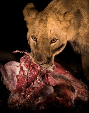 A Styx Pride female feeds on a wildebeest kill. 