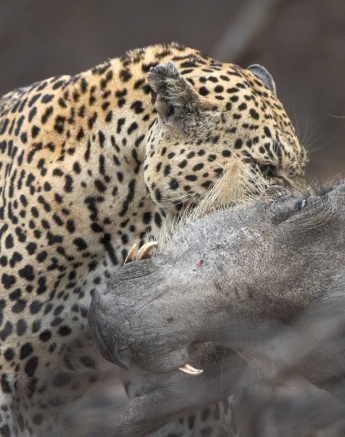 A dynamic shot of the leopard, showcasing its incredible power and agility.