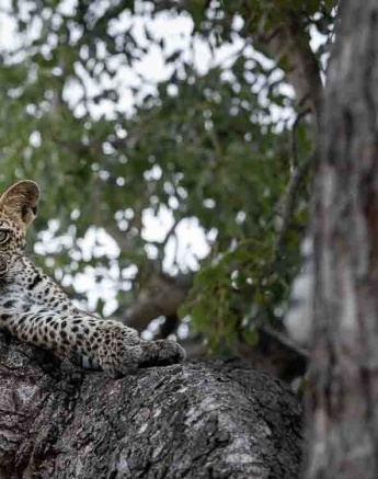 Golonyi's cub is pictured here in a tree.