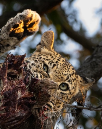 Golonyi's cub playfully eats in the tree. 