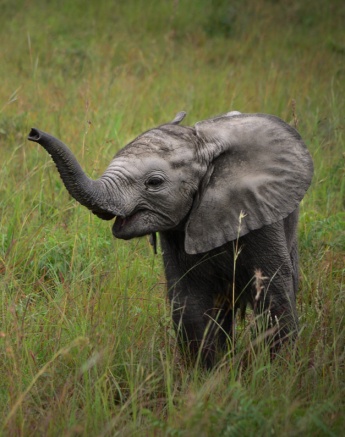 An elephant calf enjoying the green grassland