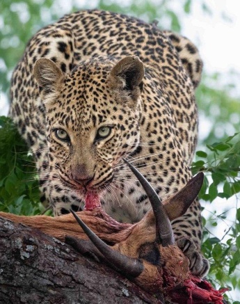 Golonyi and Nweti surprisingly took turns feeding on this impala kill. 