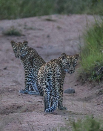 Nstumi's cubs found on the road near Sabi Sabi. Nstumi's cubs found on the road near Sabi Sabi.
