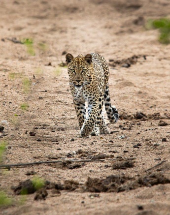 The stunning female leoaprd, known as Golonyi. The stunning female leoaprd, known as Golonyi.