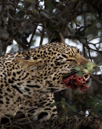 Tengile leopard cub feeding on a hoisted kill in a tree. Tengile leopard cub feeding on a hoisted kill in a tree.