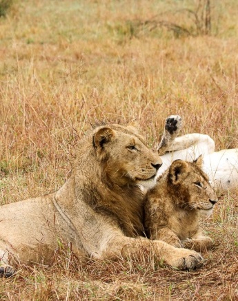 Sabi Sabi Jana Du Plessis Msuthlu