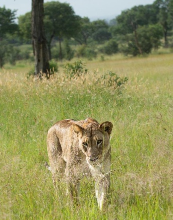 A Talamati lioness walks through the grass. A Talamati lioness walks through the grass.