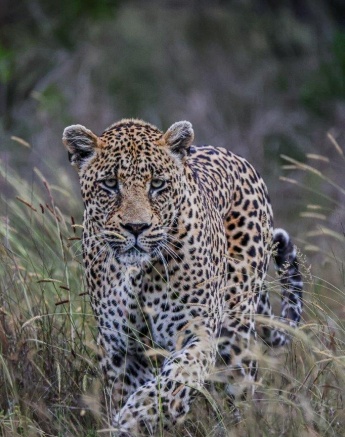 This leopard is incredibly skilled in hunting. This leopard is incredibly skilled in hunting.