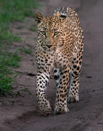 Golonyi moves on after feasting on a kudu carcass. Golonyi moves on after feasting on a kudu carcass.