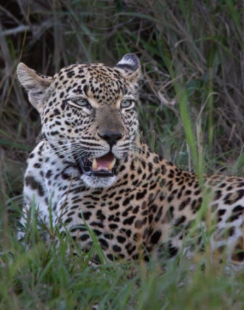 The Tengile female has proven to be a strong mother. The Tengile female has proven to be a strong mother.