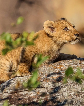 Tracks led us towards a small rocky outcrop Tracks led us towards a small rocky outcrop