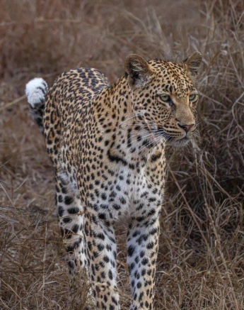 Front view of Golonyi, the leopard, moving purposefully through her territory.