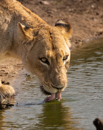 Sabi Sabi Ronald Mutero Msuthlu Drinking Sabi Sabi Ronald Mutero Msuthlu Drinking