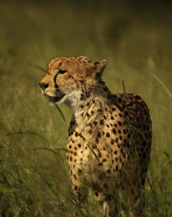A21Ally Ross 20230124 Cheetah 03 Final A21Ally Ross 20230124 Cheetah 03 Final