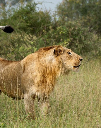 The Styx young male has been separated from the rest of the pride for some time. The Styx young male has been separated from the rest of the pride for some time.