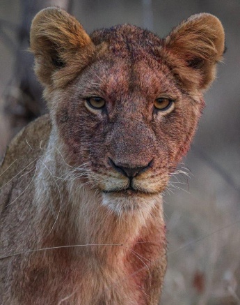 We started hearing the contact call of another lioness We started hearing the contact call of another lioness