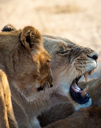 These lions will spend the day in the area
