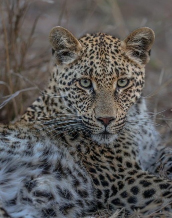 Sabi Sabi Ruan Mey Ntsumi Cub Sub Adult Sabi Sabi Ruan Mey Ntsumi Cub Sub Adult