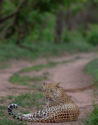 Sabi Sabi Ruan Mey Male Leopard On Road