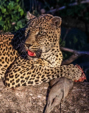 N'weti feeds on a fresh kill. N'weti feeds on a fresh kill.
