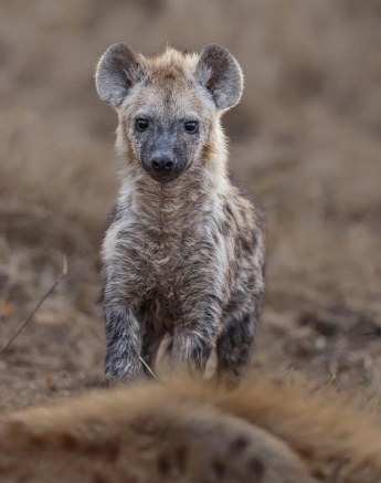 Sabi Sabi Ronald Mutero Hyena Youngster Sabi Sabi Ronald Mutero Hyena Youngster