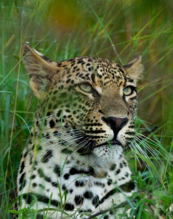 A16Dieter Lategan  Ntsumi Cub 020323 01 Colour 1 Of 1
