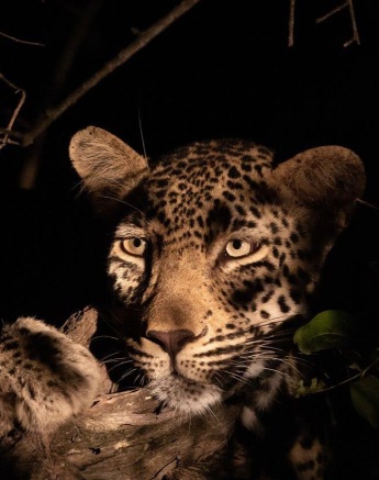 A05Jason Street   Leopard   080323   3