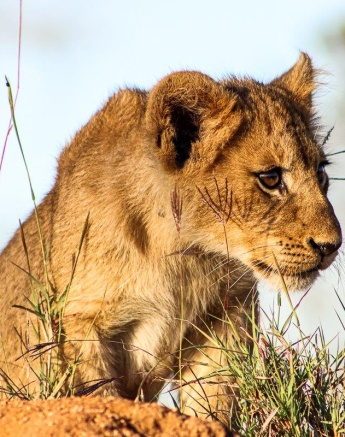 A playful cub from the Southern Pride looks for its next playmate. 
