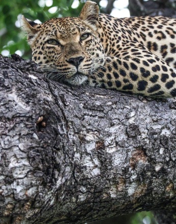 Ntsumi rests in a tree. Ntsumi rests in a tree.