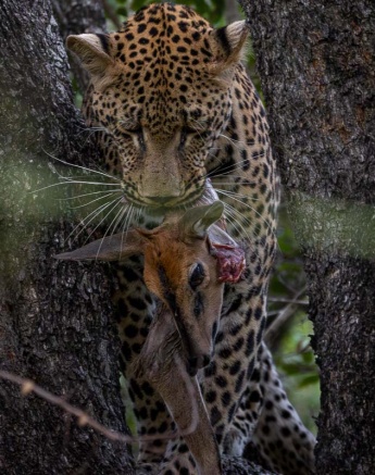 Nottins Male In Tree Benjamin Loon Nottins Male In Tree Benjamin Loon