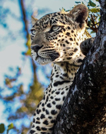 Tengile hoisted the carcass up a tree to keep it away from these scavengers
