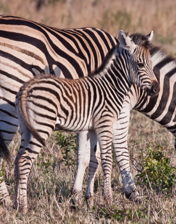 A zebra grazes with her foal standing and looking beside her