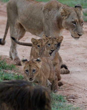 Three cubs from the Msuthlu pride play with their mother close by. Three cubs from the Msuthlu pride play with their mother close by.