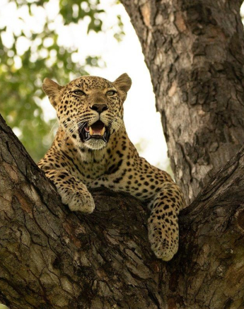 a26andries-leopard.kegelia-060323-4.jpg A26andries Leopard.kegelia 060323 4