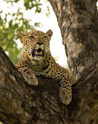 A26andries Leopard.kegelia 060323 4 A26andries Leopard.kegelia 060323 4